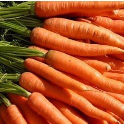 Natural Delicious Rich Taste Good For Health Fresh Red Carrot