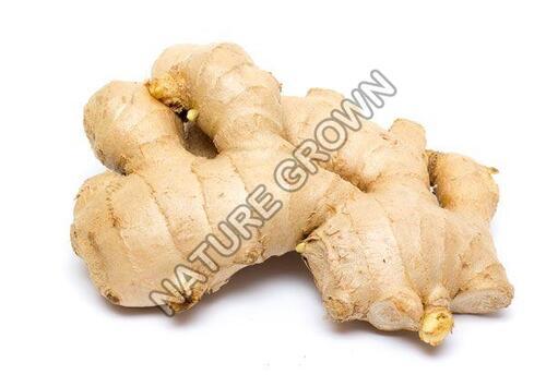 Natural Fresh Brown Ginger for Cooking