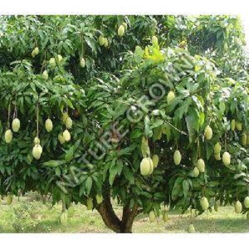 Green Natural Nursery Mango Plants