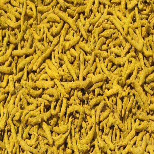 No Added Color Good Natural Taste Dried Yellow Organic Erode Turmeric Finger