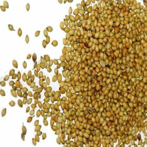 No Artificial Flavour Added Gluten Free Healthy Organic Coriander Seeds Grade: Food Grade