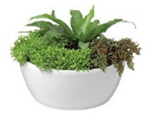 White Color Round Bowl Plant Pot