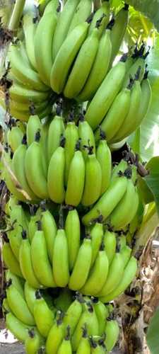 Common 100% Fresh Export Quality G9 Banana