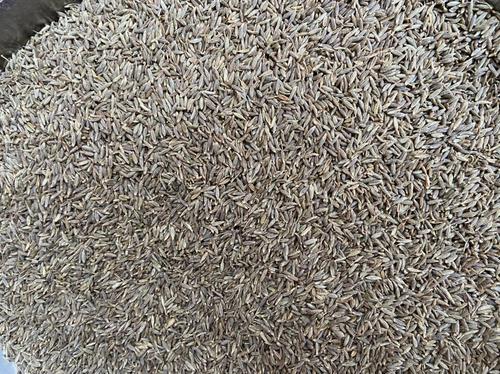 Browinsh Hybrid Organic Dried Cumin Seeds