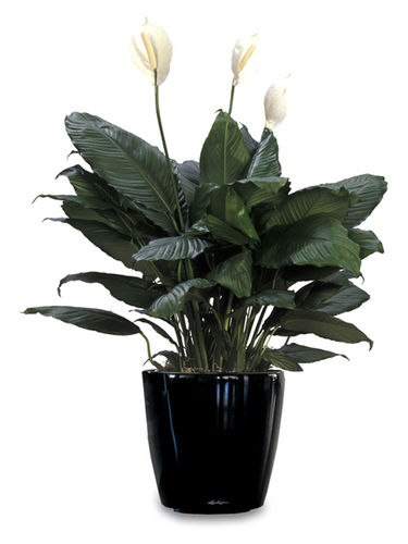 Plain Design Black Plant Pots