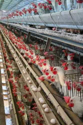 Poultry Farming Services