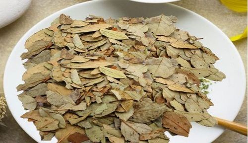 Dried Medicinal Gaultheria Procumbens Wintergreen Leaf