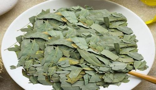 Green Dried Medicinal Eucalyptus Nilgiri Leaf Age Group: For Infants