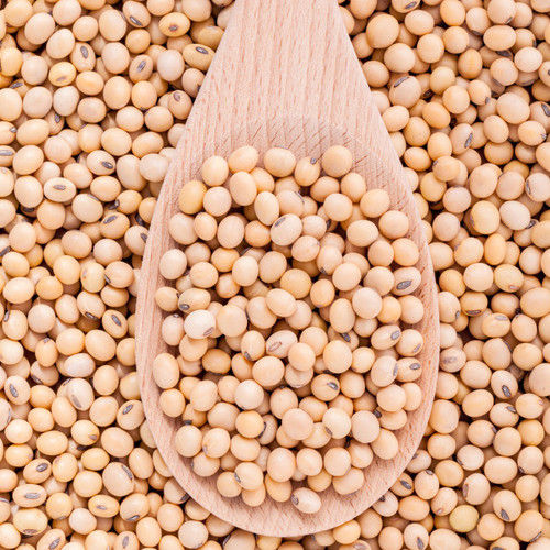 High Protein Non GMO Soybeans