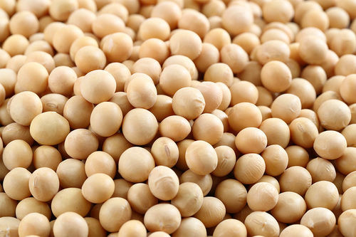 High Protein Organic Soya Beans