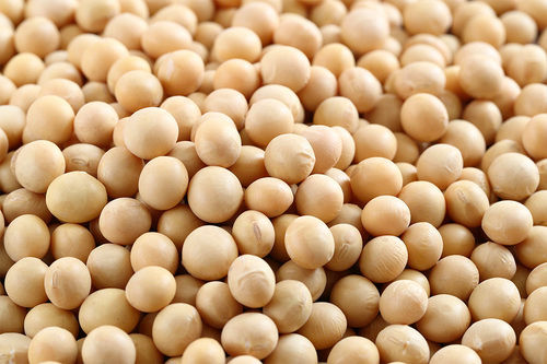 organic soybean