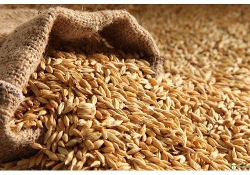 Delicious Taste Brown Wheat Grade: Food Grade