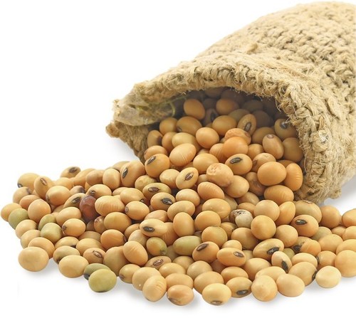 White Non Gmo Dried Soybean Seeds