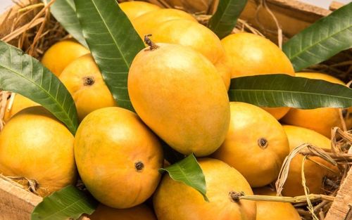 Yellow Fresh Alphonso Mango - Origin: India