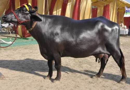 Black High Milk Yielding Pure Murrah Buffalo