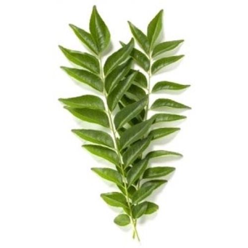 Hygienic Good Fragrance Natural Taste Healthy Green Fresh Curry Leaves