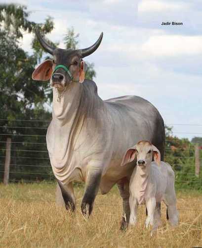 Kangrej Cow For Dairy Farming