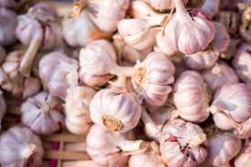 Natural Fresh Garlic for Cooking