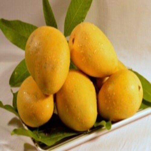 Natural Mild Sweet Taste Organic Healthy Yellow Fresh Mango