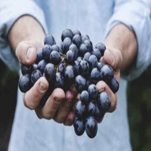 Potassium 191mg 5% Carbohydrate 17g 5% Natural Sweet Juicy Taste Healthy Organic Black Fresh Grapes