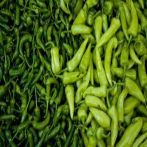  मसालेदार गर्म प्राकृतिक स्वाद स्वस्थ जैविक ताजा हरी मिर्च