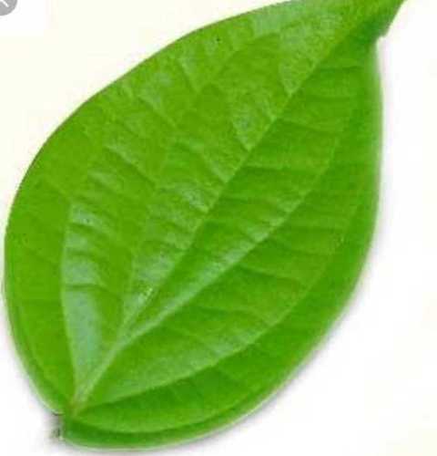 Fresh Green Betel Leaves