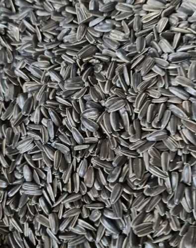 Black Hybrid Sunflower Seeds (Hybrid Sunflower Seeds For Sowing)