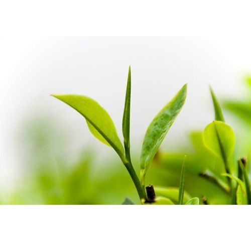A Grade Darjeeling Tea Leaves