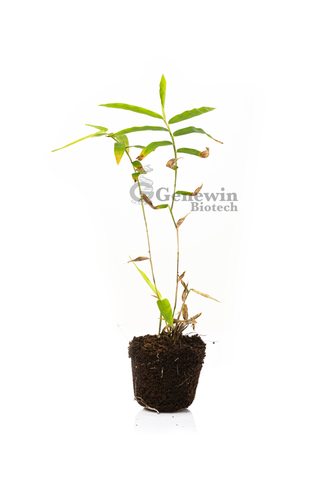 Bamboo Thyrsostachys Oliveri Plant - Color: Green