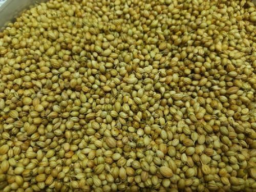 Pure Natural Rich Taste Healthy Dried Coriander Seeds