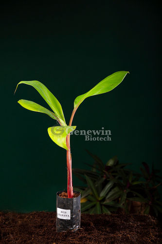 Red Banana Plant - Secondary Harden (Polybag)