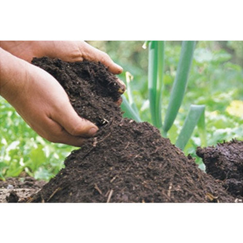 Tree Plant Soil Compost