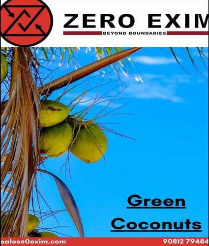 Organic 100% Mature Fat Free Green Coconut 