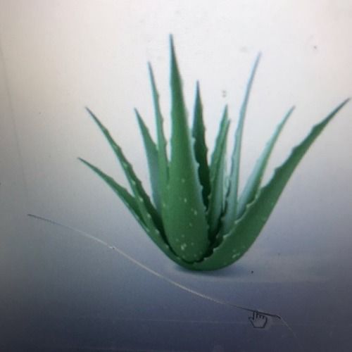 Common Aloe Vera Leaf 