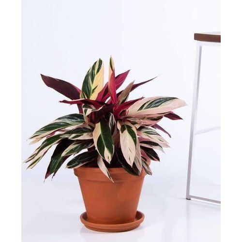 Easy To Grow And Easy To Care Decorative Calathea Stromanthe Triostar Plant