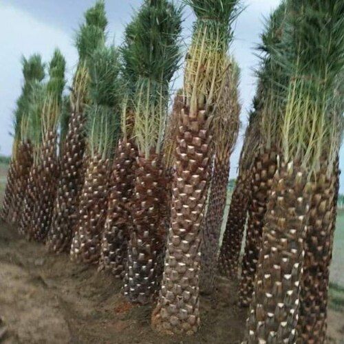 Green And Brown Color Garden Planting Date Palm Plant Cum Tree