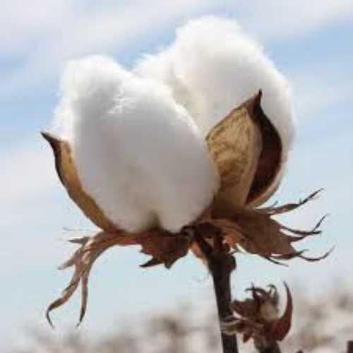 Raw Cotton for Textile Industry