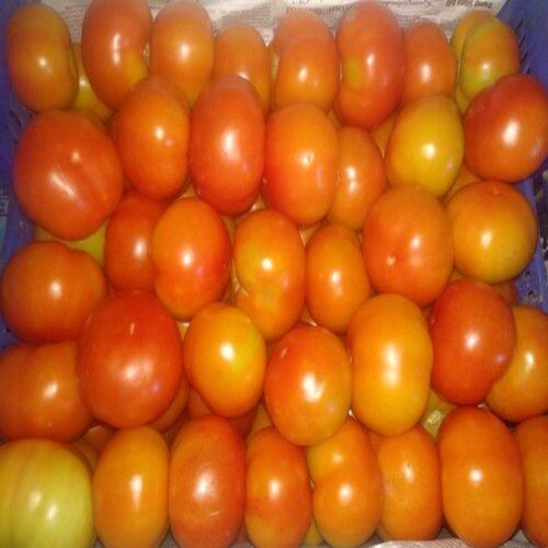 Round Fresh And Juicy Pure Organic Natural Sour Taste Indian Red Tomatoes 