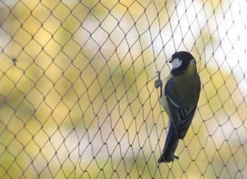 Anti Bird Net In Porbandar - Prices, Manufacturers & Suppliers