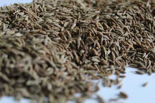 Sun Dried Cumin Seeds