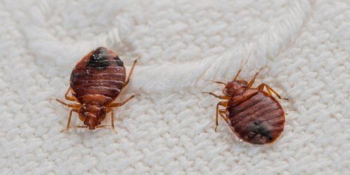 Bed Bugs Control Services Age Group: Suitable For All Ages