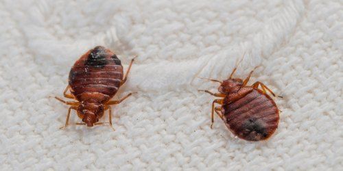 Bed Bugs Control Services