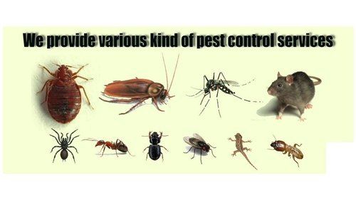 General Pest Control Services