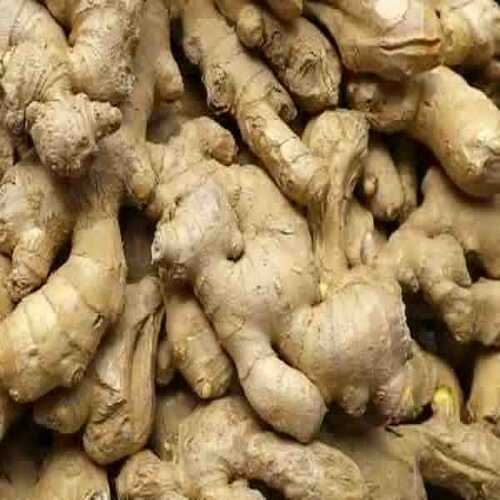 Organic Fresh Ginger - Raw, Food Grade, Brown Color | Very Good Quality, Natural Taste, Non Harmful, Ideal for Cooking and Human Consumption, Store in Cool and Dry Place