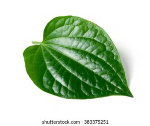 Organic Green Betel Leaves