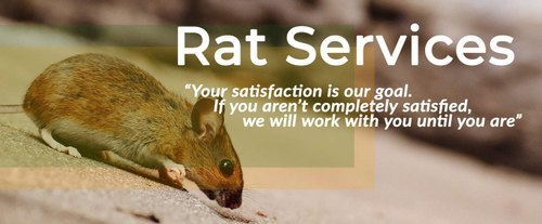 Rodent Management Service By Realtime Service Mantra Private Limited