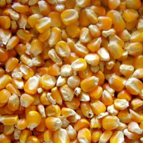 Maturity 100% Natural Taste Healthy Dried Organic Yellow Maize Seeds Grade: Food Grade