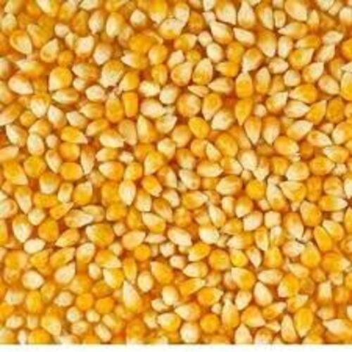 Maturity 97% Rich Natural Taste Healthy Dried Organic Hybrid Maize Seeds