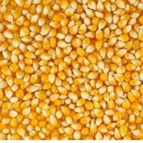 Yellow Maturity 97% Rich Natural Taste Healthy Dried Organic Hybrid Maize Seeds