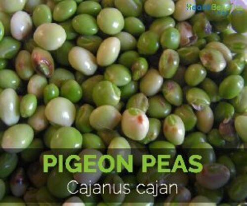 Green Natural Brown Pigeon Pea Seeds